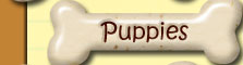 Current CuteBulldogs.com Puppies